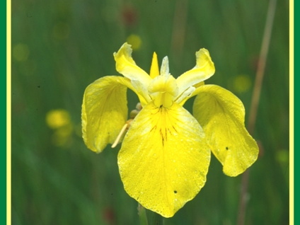 Iris pseudacorus (L'iris des marais) 3