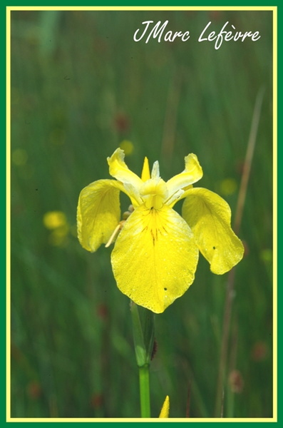 Iris pseudacorus (L'iris des marais) 3.jpg