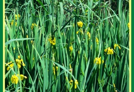 Iris pseudacorus (L'iris des marais)