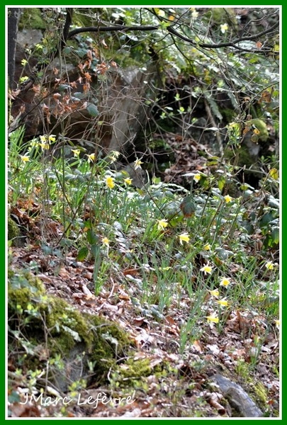 Narcissus pseudonarcissus (narcisse jaune).jpg