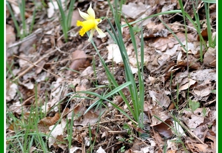 Narcissus pseudonarcissus (narcisse jaune) 3