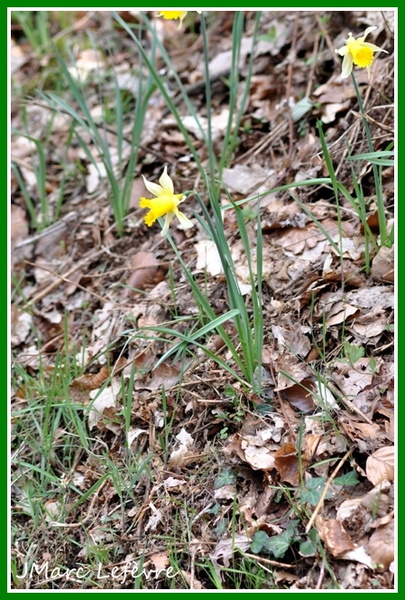 Narcissus pseudonarcissus (narcisse jaune) 3.jpg