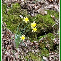 Narcissus pseudonarcissus (narcisse jaune) 4