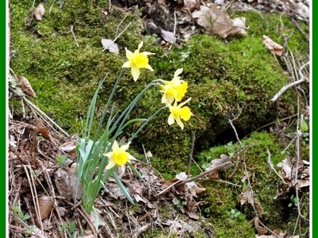 Narcissus pseudonarcissus (narcisse jaune) 4