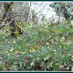 Narcissus pseudonarcissus (narcisse jaune) 2