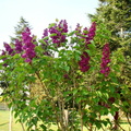 Syringa vulgaris (lilas commun)