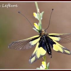 Libelloides coccajus (l'Ascalaphe soufré) 4