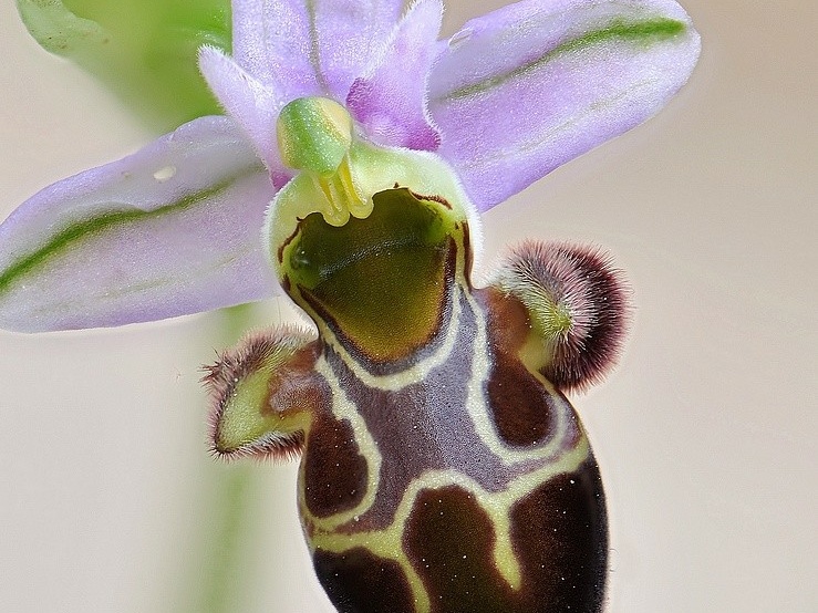 Ophrys Scolopax (Ophrys Bécasse)