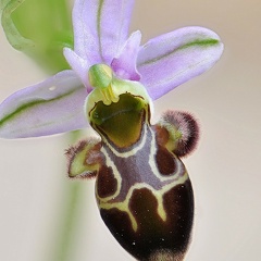 Ophrys Scolopax (Ophrys Bécasse)
