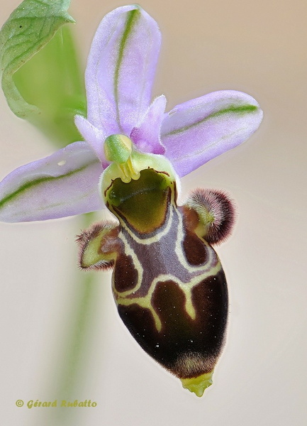 Ophrys Scolopax (Ophrys Bécasse).jpg