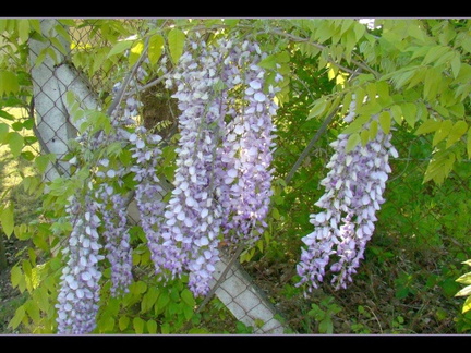 Glycine violette.