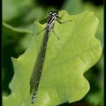 Coenagrion puella