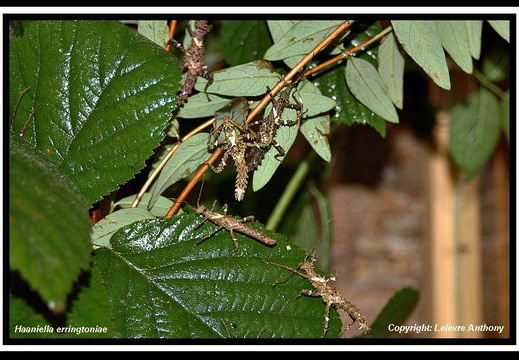 Haaniella muelleri (erringtoniae) / psg 112 CLP9