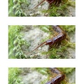 Lithobius forficatus 3