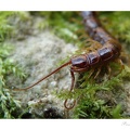 Lithobius forficatus