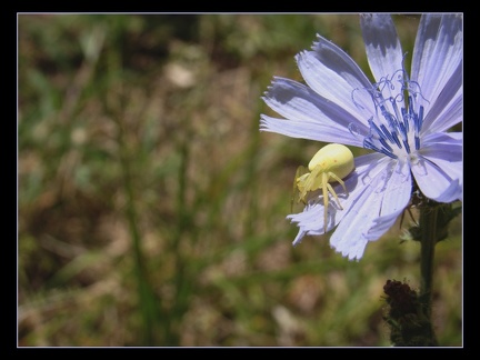 Misumena vatia.