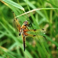 Libellula quadrimacultata