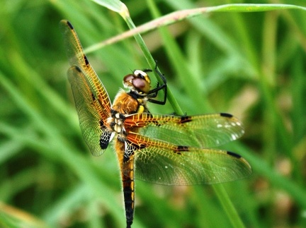 Libellula quadrimacultata