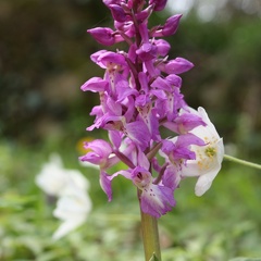 Orchis maculata.