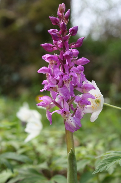 Orchis maculata..jpg