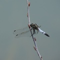 Orthetrum albistylum