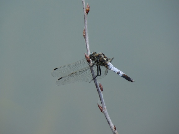 Orthetrum albistylum