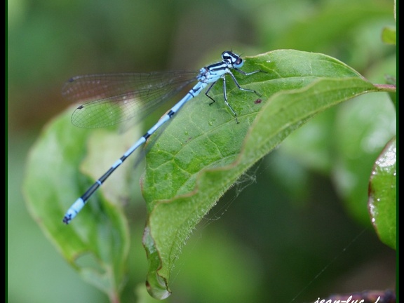 Coenagrion puella..