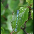 Coenagrion puella.