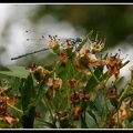 Coenagrion puella