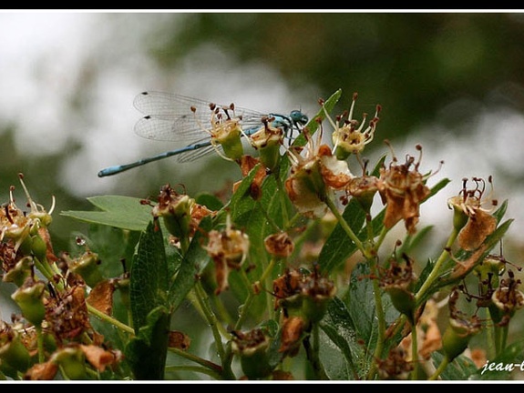 Coenagrion puella