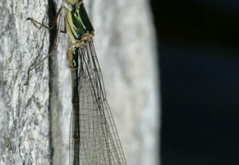 Lestes viridis mâle immature