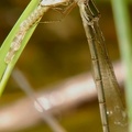 Lestes viridis femelle immature