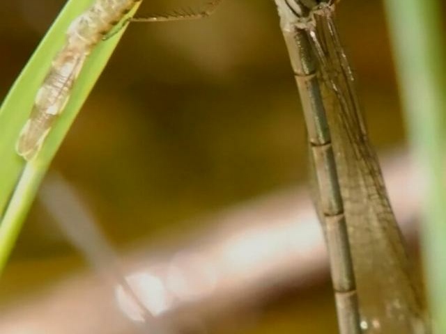 Lestes viridis femelle immature