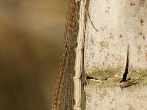 Sympecma fusca femelle en maturation, après la diapause hivernale.