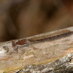 Sympecma fusca femelle en maturation, après la diapause hivernale