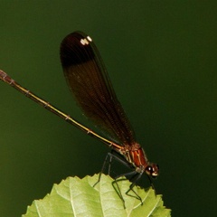 Calopteryx haemorrhoidalis femelle