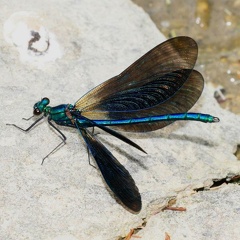 Calopteryx virgo mâle