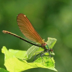 Calopteryx virgo femelle