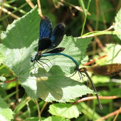 Calopteryx virgo couple