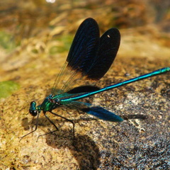 Calopteryx xanthostoma mâle