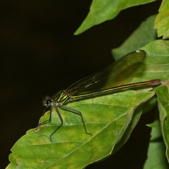 Calopteryx xanthostoma femelle..