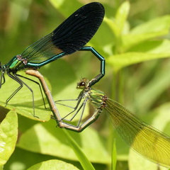 Calopteryx xanthostoma couple