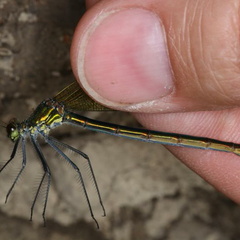 Calopteryx splendens femelle