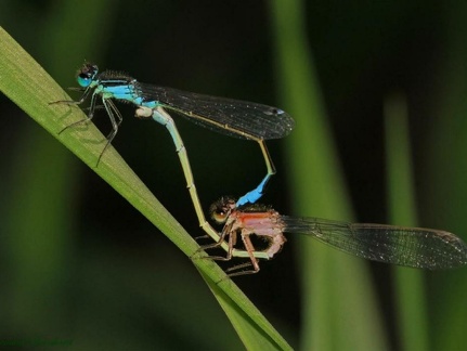 Ischnura elegans couple (accouplement avec femelle immature)