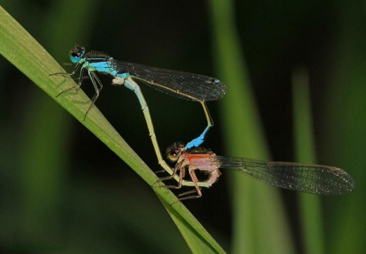 Ischnura elegans couple (accouplement avec femelle immature)