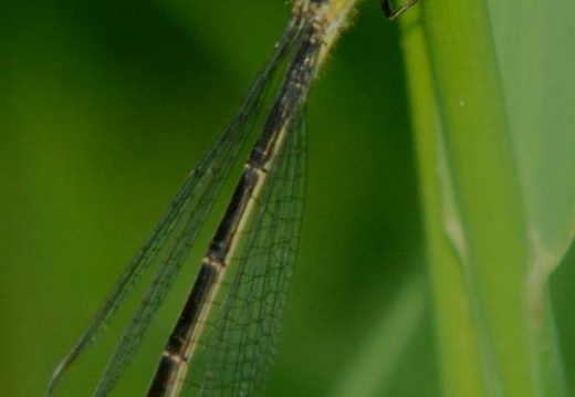 Ischnura elegans femelle.