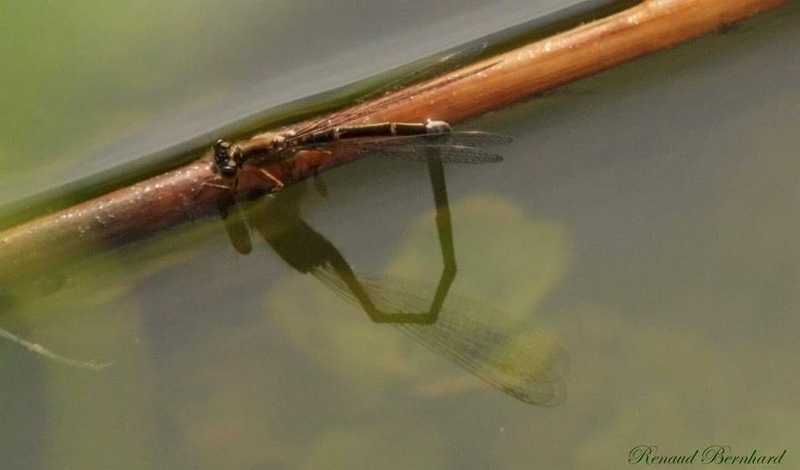 Ischnura elegans femelle...jpg