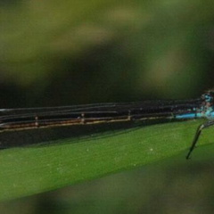 Ischnura elegans femelle..
