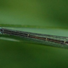 Ischnura elegans mâle