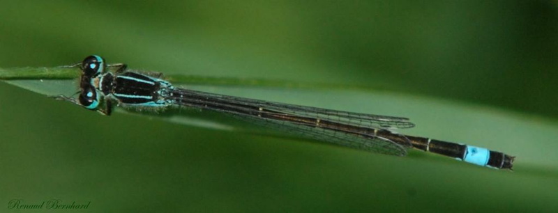 Ischnura elegans mâle.jpg